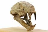 False Saber-Toothed Cat (Dinictis) Skull - South Dakota #356723-3